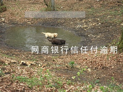 网商银行信任付逾期 网商银行信任付逾期