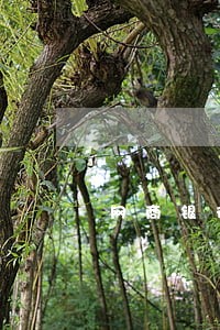 网商银行删除逾期 网商银行删除逾期