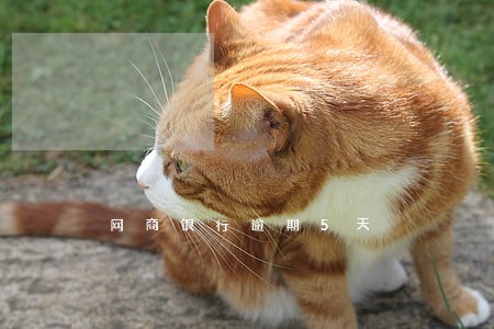 网商银行逾期5天 网商银行逾期5天