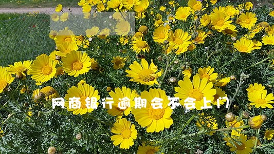 网商银行逾期会不会上门