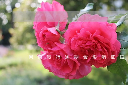 网商银行逾期会影响征信 网商银行逾期会影响征信