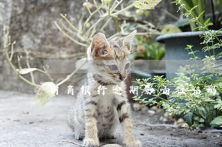 网商银行逾期影响征信吗