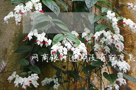 网商银行逾期没有额度怎么办 网商银行逾期没有额度怎么办