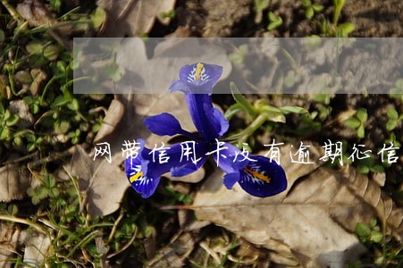 网带信用卡没有逾期征信