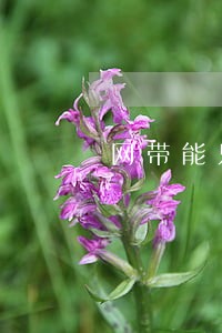 网带能只还本金吗 网带能只还本金吗