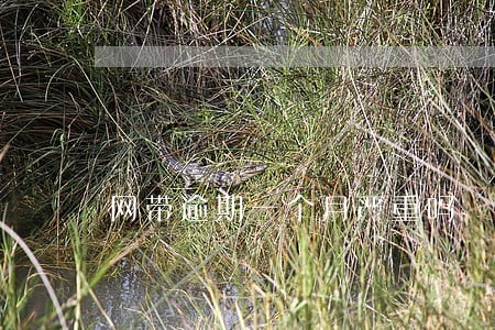 网带逾期一个月严重吗 网带逾期一个月严重吗