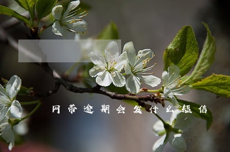 网带逾期会发什么短信 网带逾期会发什么短信