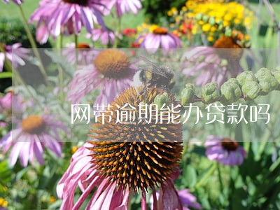 网带逾期能办贷款吗 网带逾期能办贷款吗