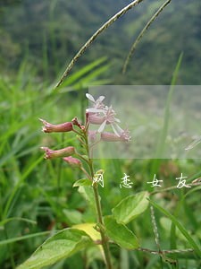 网恋女友网贷逾期要说透吗 网恋女友网贷逾期要说透吗