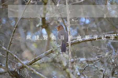 网捷贷有当前逾期可以申请吗 网捷贷有当前逾期可以申请吗