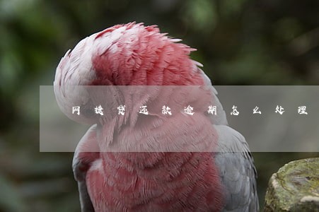 网捷贷还款逾期怎么处理