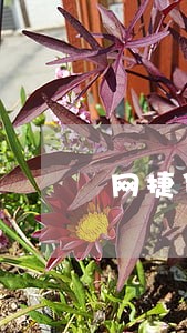 网捷贷逾期一个周 网捷贷逾期一个周