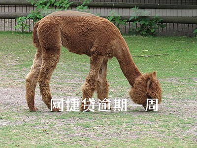 网捷贷逾期一周 网捷贷逾期一周