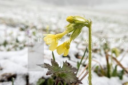 网捷贷逾期一次多久能恢复 网捷贷逾期一次多久能恢复