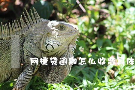 网捷贷逾期怎么收费具体 网捷贷逾期怎么收费具体