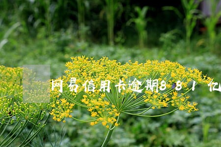 网易信用卡逾期881亿 网易信用卡逾期881亿