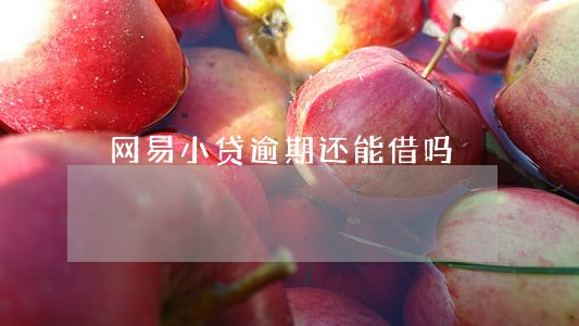 网易小贷逾期还能借吗 网易小贷逾期还能借吗