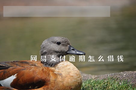 网易支付逾期怎么借钱 网易支付逾期怎么借钱