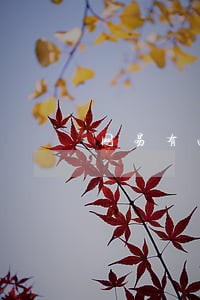 网易有两次逾期2天 网易有两次逾期2天