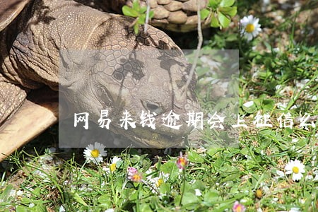 网易来钱逾期会上征信么