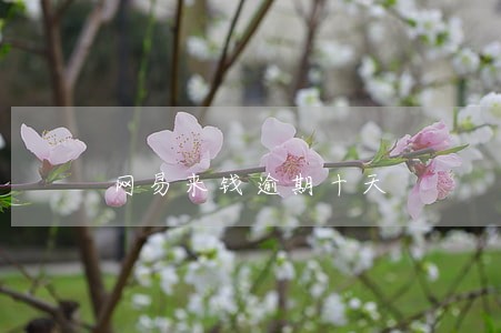 网易来钱逾期十天 网易来钱逾期十天