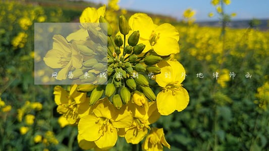 网易来钱逾期收到外地律师函 网易来钱逾期收到外地律师函