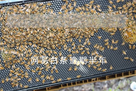 网易白条逾期半年 网易白条逾期半年