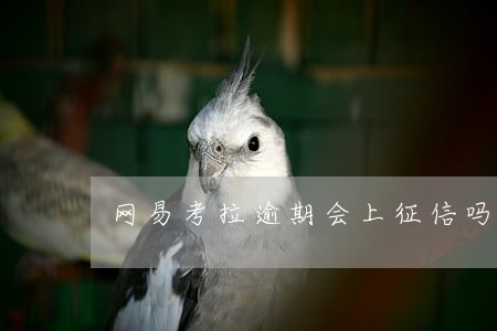 网易考拉逾期会上征信吗 网易考拉逾期会上征信吗