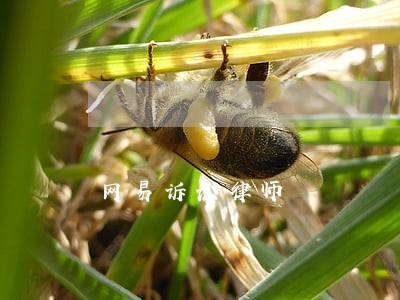 网易诉讼律师 网易诉讼律师