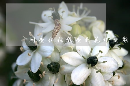 网查征信能查到花呗逾期记录吗 网查征信能查到花呗逾期记录吗