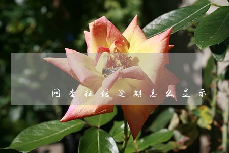 网查征信逾期怎么显示 网查征信逾期怎么显示