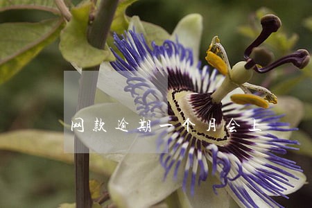 网款逾期一个月会上 网款逾期一个月会上