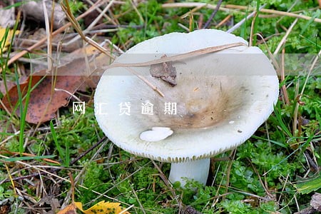 网汇贷逾期 网汇贷逾期