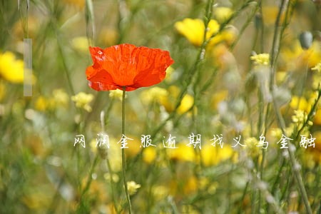 网润金服逾期找义乌金融办 网润金服逾期找义乌金融办