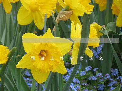 网游工作室违法么 网游工作室违法么