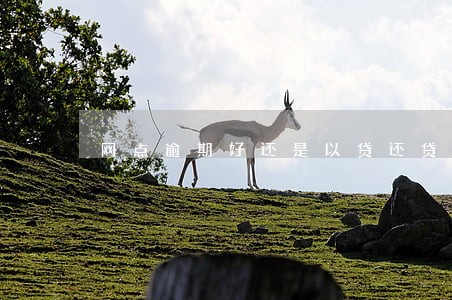 网点逾期好还是以贷还贷 网点逾期好还是以贷还贷