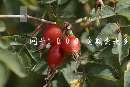 网牛1000逾期费是多少 网牛1000逾期费是多少