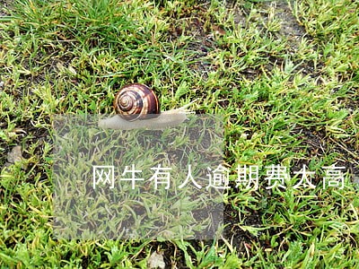 网牛有人逾期费太高 网牛有人逾期费太高