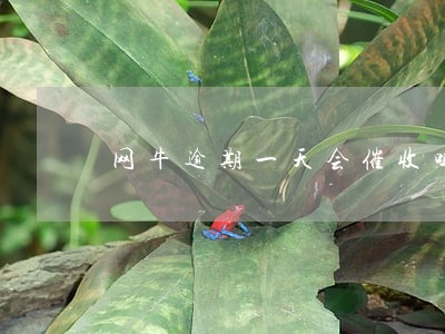 网牛逾期一天会催收吗 网牛逾期一天会催收吗