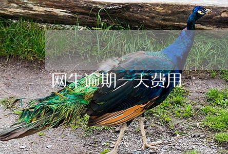 网牛逾期一天费用 网牛逾期一天费用