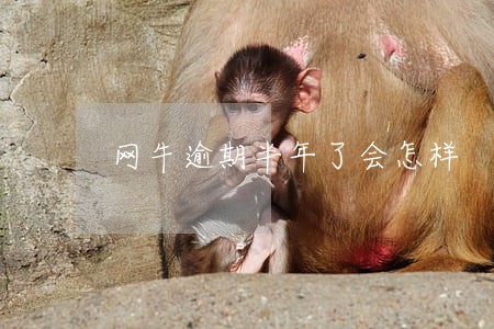 网牛逾期半年了会怎样