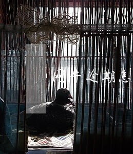 网牛逾期怎么不打电话
