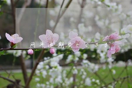 网牛逾期费5000 网牛逾期费5000