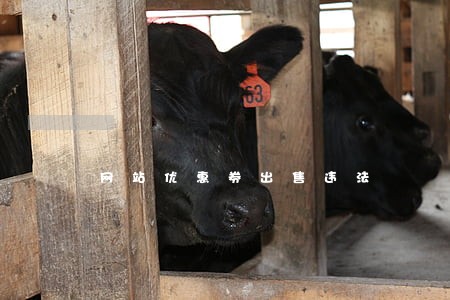 网站优惠券出售违法 网站优惠券出售违法