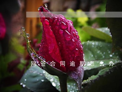 网签合同逾期怎么办 网签合同逾期怎么办
