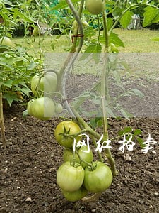 网红拍卖合同 网红拍卖合同