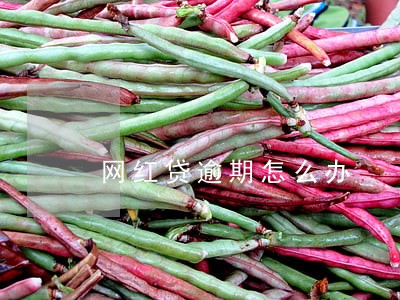 网红贷逾期怎么办 网红贷逾期怎么办