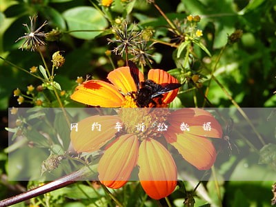 网约车诉讼数据 网约车诉讼数据