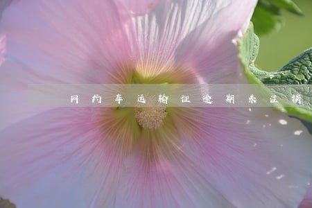网约车运输证逾期未注销怎么处罚 网约车运输证逾期未注销怎么处罚