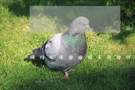 网约车违章逾期未处理什么后果
